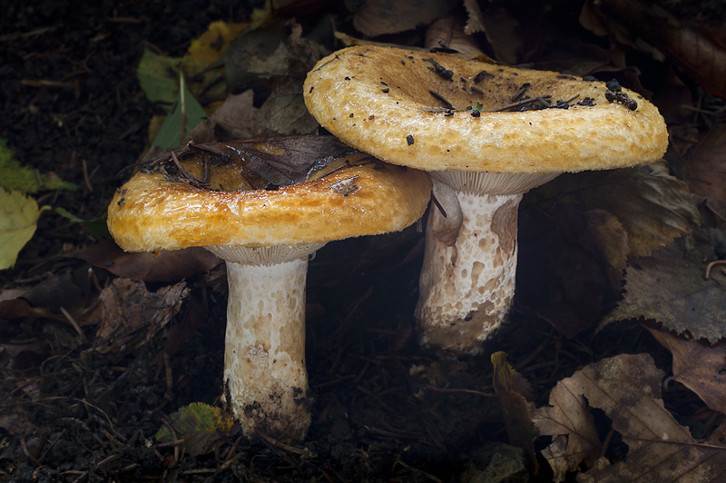 Lactarius scrobiculatus